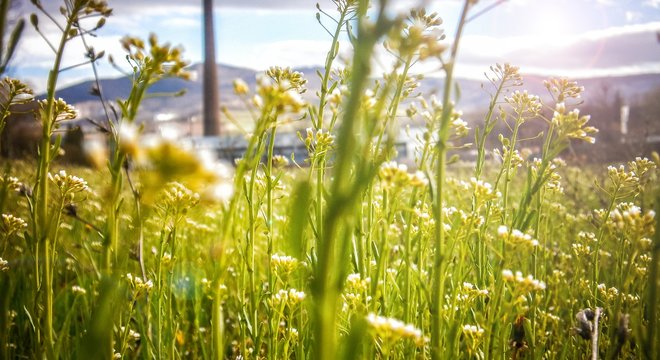 Blumenwiese Nachhaltigkeit Bautz´ner